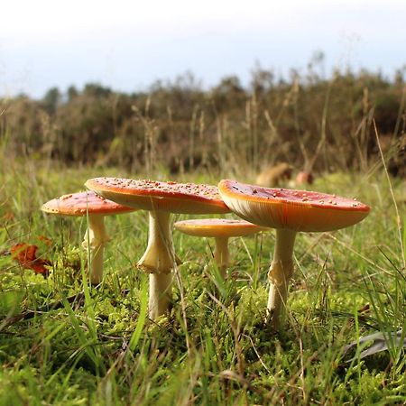 Carpe Diem Nijverdal Luaran gambar