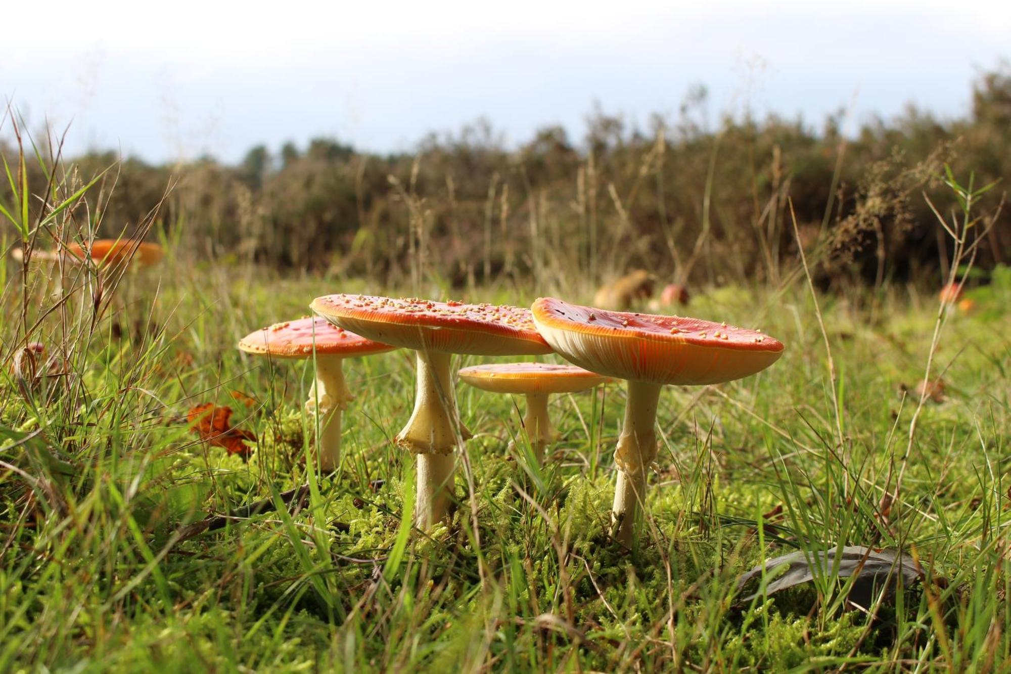 Carpe Diem Nijverdal Luaran gambar